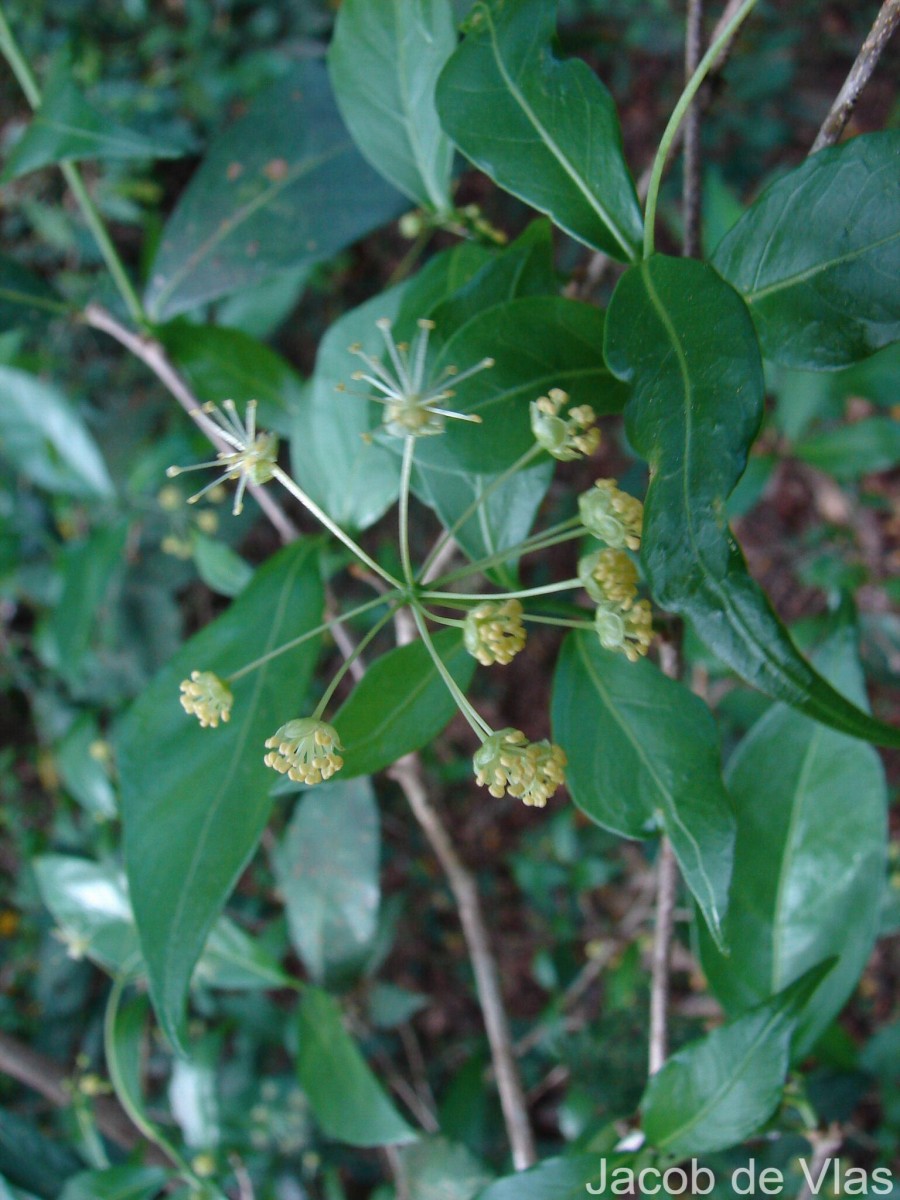 Blachia umbellata (Willd.) Baill.